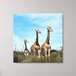 Impressão Em Tela Girafas na Vista Infinita
