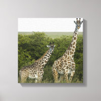 Girafas no Quênia, África