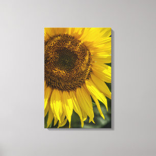 Impressão em Tela - Girassol Amarelo