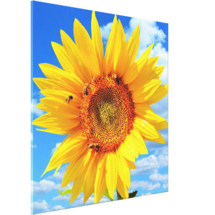Impressão Em Tela Girassol Amarelo e Abelhas no Céu Azul - Dia do Ve