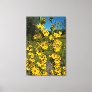 Impressão Em Tela Girassol de Maximilian (Helianthus Maximiliani)