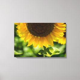 Impressão em Tela Girassol em Flor Fotografia