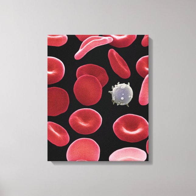 Impressão Em Tela Glóbulos vermelhos e uma célula branca do sangue (Frente)