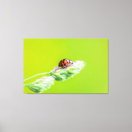 Impressão Em Tela Glücksbringer-Marienkäfer für Deine Wand!