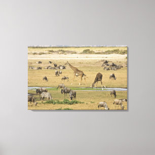 Impressão Em Tela Gnus, Zebras e Girafas