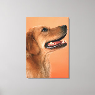 Impressão Em Tela Golden retriever 5