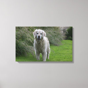 Impressão Em Tela Golden retriever que funciona 2