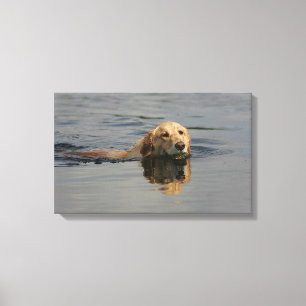 Impressão Em Tela Golden retriever que nada