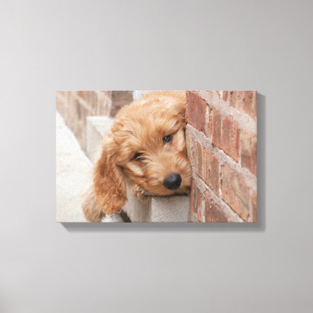 Impressão Em Tela Goldendoodle Puppy Peeking (Frente)