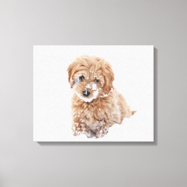 Impressão Em Tela Goldendoododle Puppy Com Neve Virada (Frente)