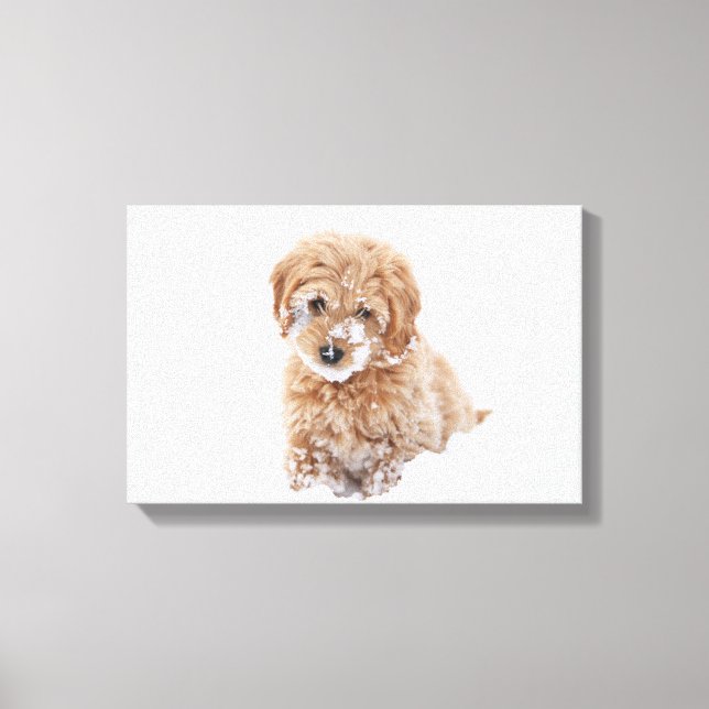 Impressão Em Tela Goldendoododle Puppy Com Neve Virada (Frente)