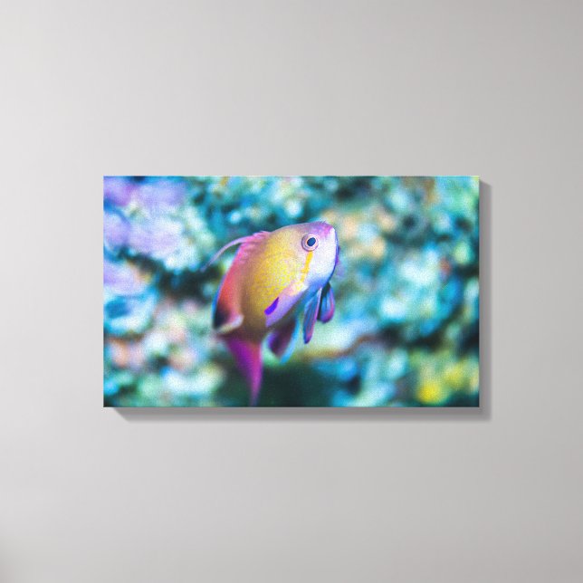 Impressão Em Tela Goldie do mar (Frente)