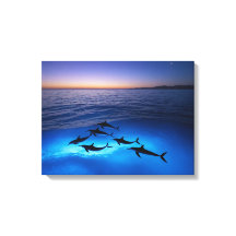 Golfinhos de meia-noite