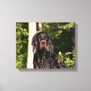 Impressão Em Tela Gordon Setter Molhado Envolto em Tela