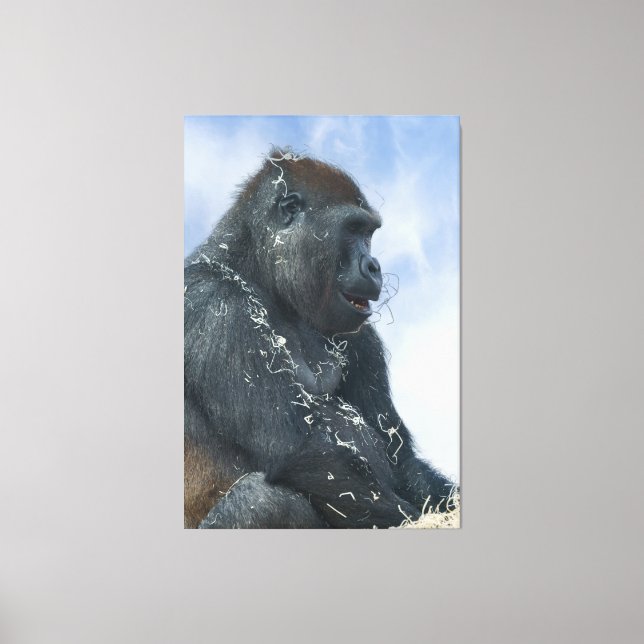 Impressão Em Tela Gorilla Enlouquecendo (Frente)