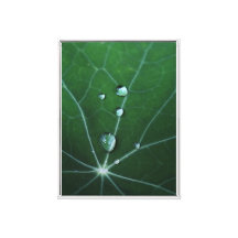 Gotas de Orvalho Fresco