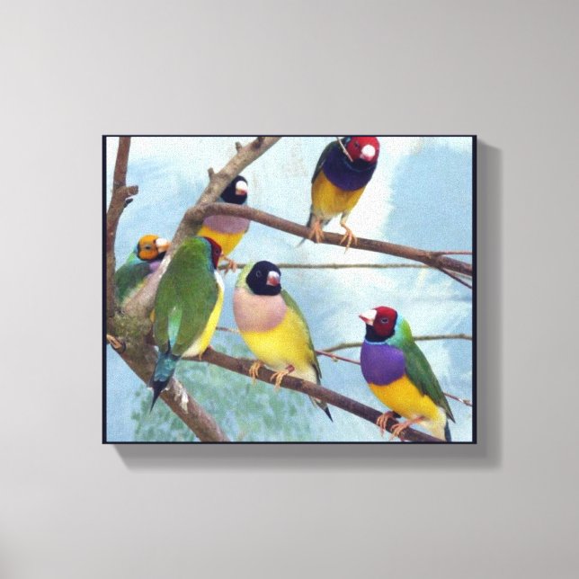 Impressão Em Tela Gouldian Finches (Frente)