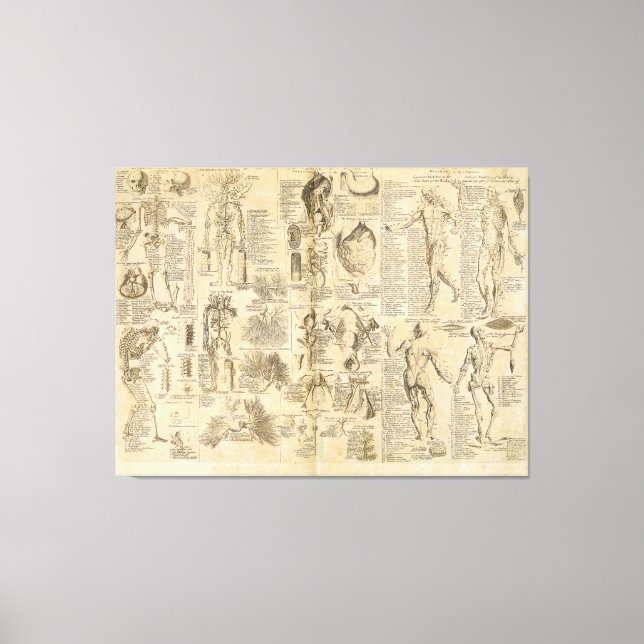 Impressão Em Tela Gráfico anatômico da Ciclopédia 1728 (Frente)