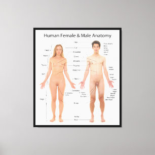 Impressão Em Tela Gráfico de Anatomia Básica das Mulheres Humanas e