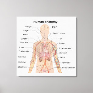 Impressão Em Tela Gráfico de Anatomia do Corpo Humano Órgãos Interno