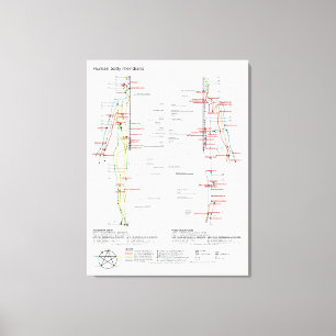 Impressão Em Tela Gráfico esquemático Corpo Humano Chinês Meridia