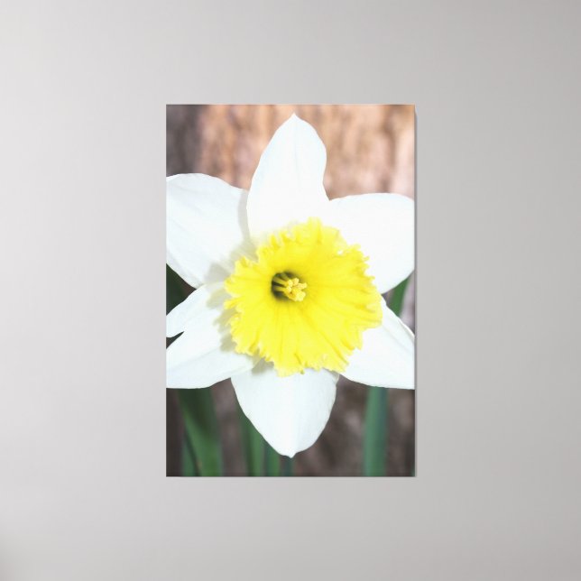 Impressão Em Tela Grande Daffodil (Frente)