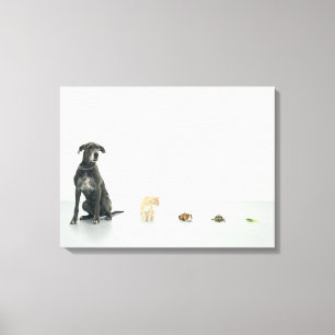 Impressão Em Tela Great dane, gato, cobaia, tartaruga e slug