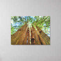 Grove de Sequoia