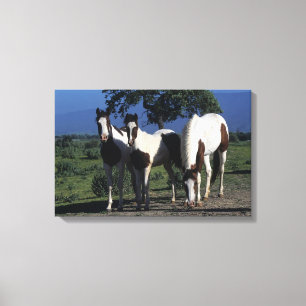 Impressão Em Tela Grupo de cavalos da pintura