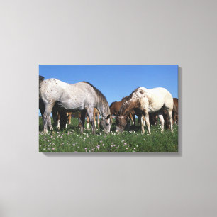 Impressão Em Tela Grupo de cavalos do Appaloosa que pastam