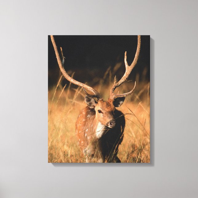 Impressão Em Tela Habitat Natural Chital | Parque Nacional de Bandha (Frente)