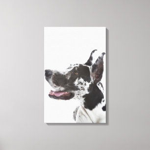 Impressão Em Tela Harlequin great dane