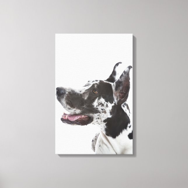 Impressão Em Tela Harlequin Great Dane (Frente)
