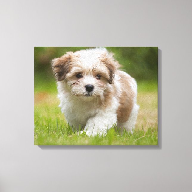 Impressão Em Tela Havanese Puppy (Frente)