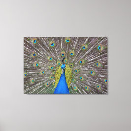 Impressão Em Tela Hawaii Peacock