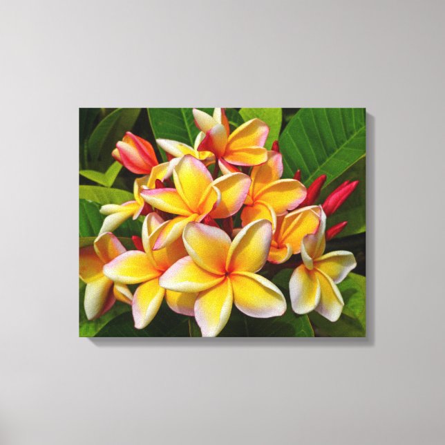 Impressão Em Tela Hawaiian Frangipani (Frente)