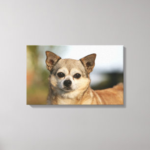 Impressão Em Tela Headshot da chihuahua