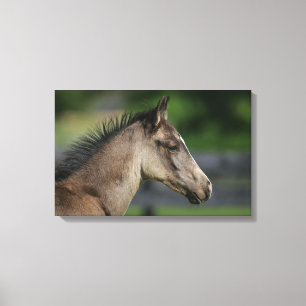 Impressão Em Tela Headshot de um quarto do potro do cavalo