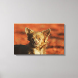 Impressão Em Tela Headshot do filhote de cachorro da chihuahua