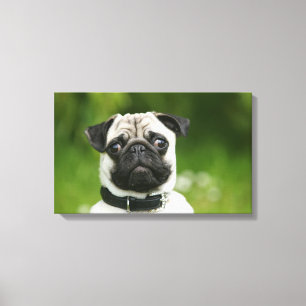 Impressão Em Tela Headshot do Pug