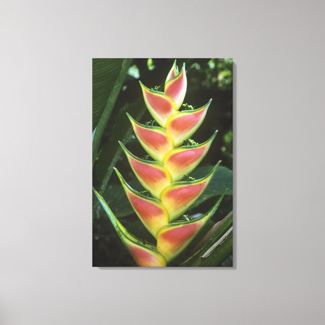 Impressão Em Tela Heliconias, Heliconia walkeriana), La Selva (Frente)