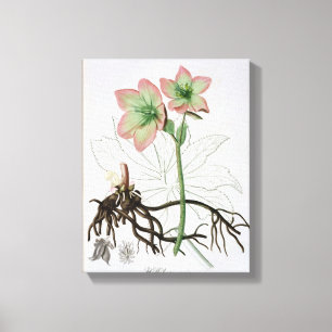 Impressão Em Tela Helleborus Niger de "Phytographie Medicale" por J