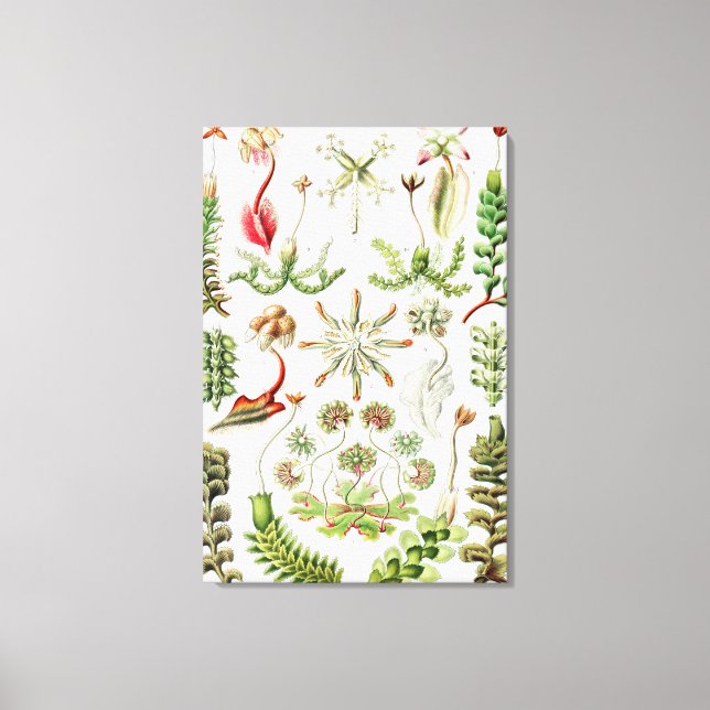 Impressão Em Tela Hepaticae Lebermoose por Ernst Haeckel (Frente)