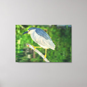 Impressão Em Tela Heron Noturno de coroação negra