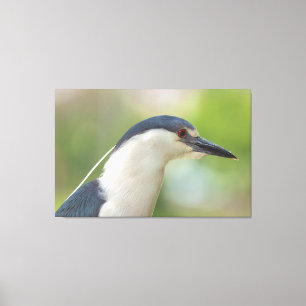 Impressão Em Tela Heron Noturno de coroação negra