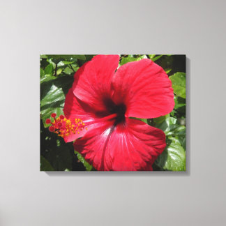 Impressão Em Tela Hibiscus em weinrot