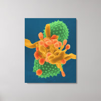 Hípia/esporos de mofo pulverulento