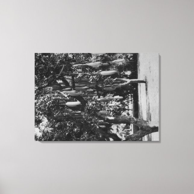 Impressão Em Tela Honolulu, HI - Universidade do Havaí (Frente)