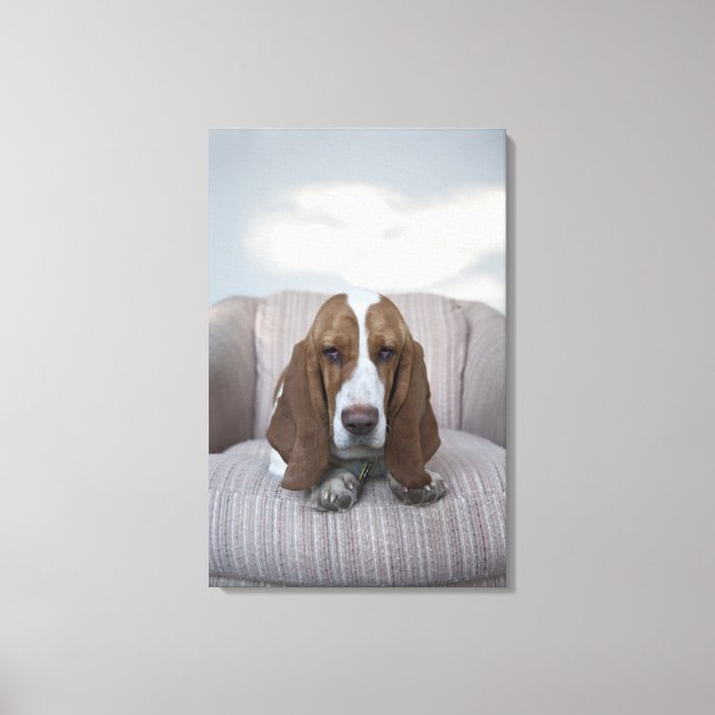 Impressão Em Tela Hound Basset (Frente)