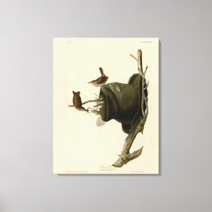 Impressão Em Tela House Wren from Audubon's Birds of America